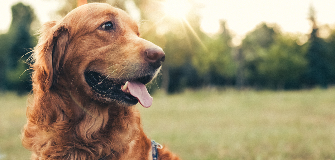 Dog_golden retriever_grass_s.jpg